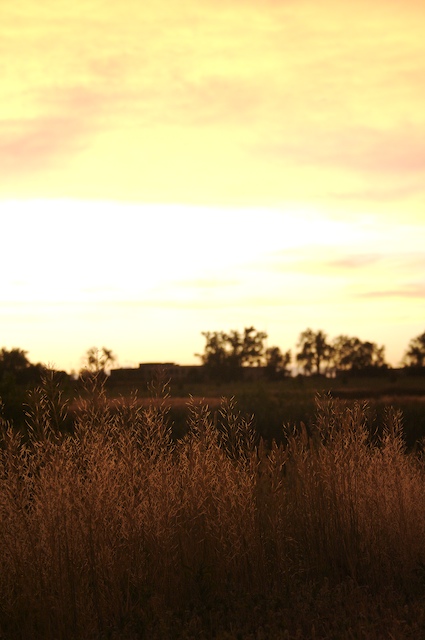 grass field and sunset smoothie