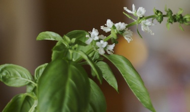 basil plant