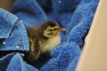 duckling