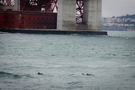 dolphins