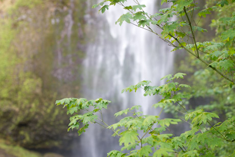 multnomah falls