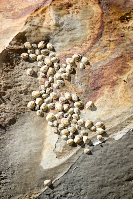 natural bridges beach