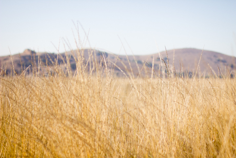 coyote hills