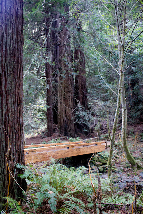 Muir Woods