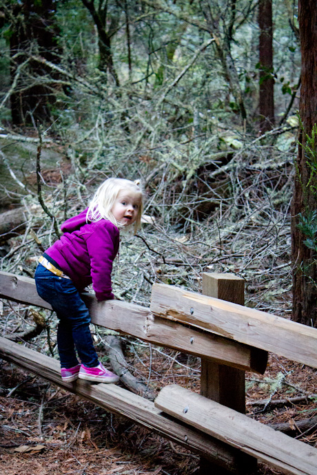 Muir Woods