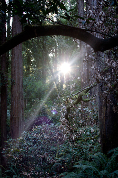 Redwoods